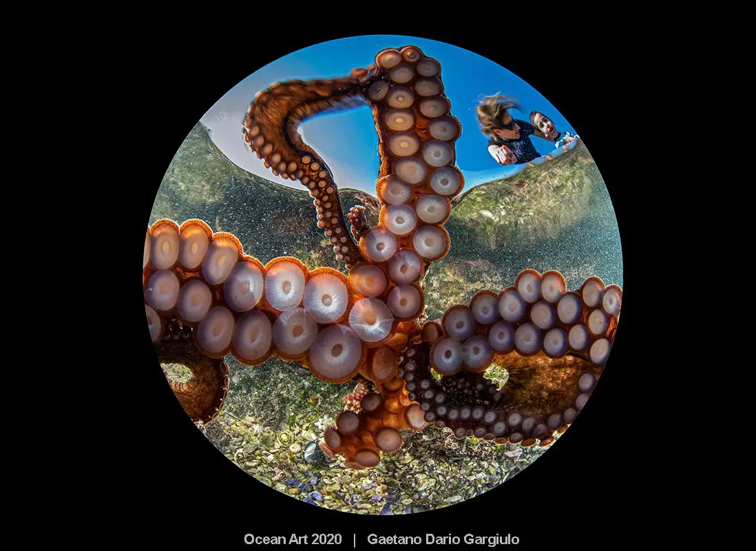 Een onderwaterfoto van een octopus eronder, de eerste prijswinnaar in de Ocean Art 2020-wedstrijd van de Underwater Photography Guide