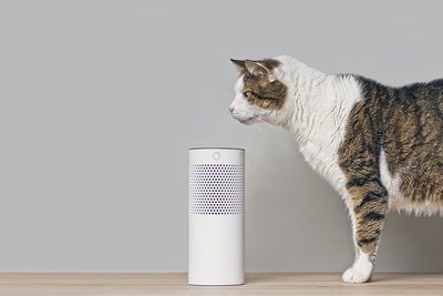 Een Amazon Echo-luidspreker met een kat in de buurt