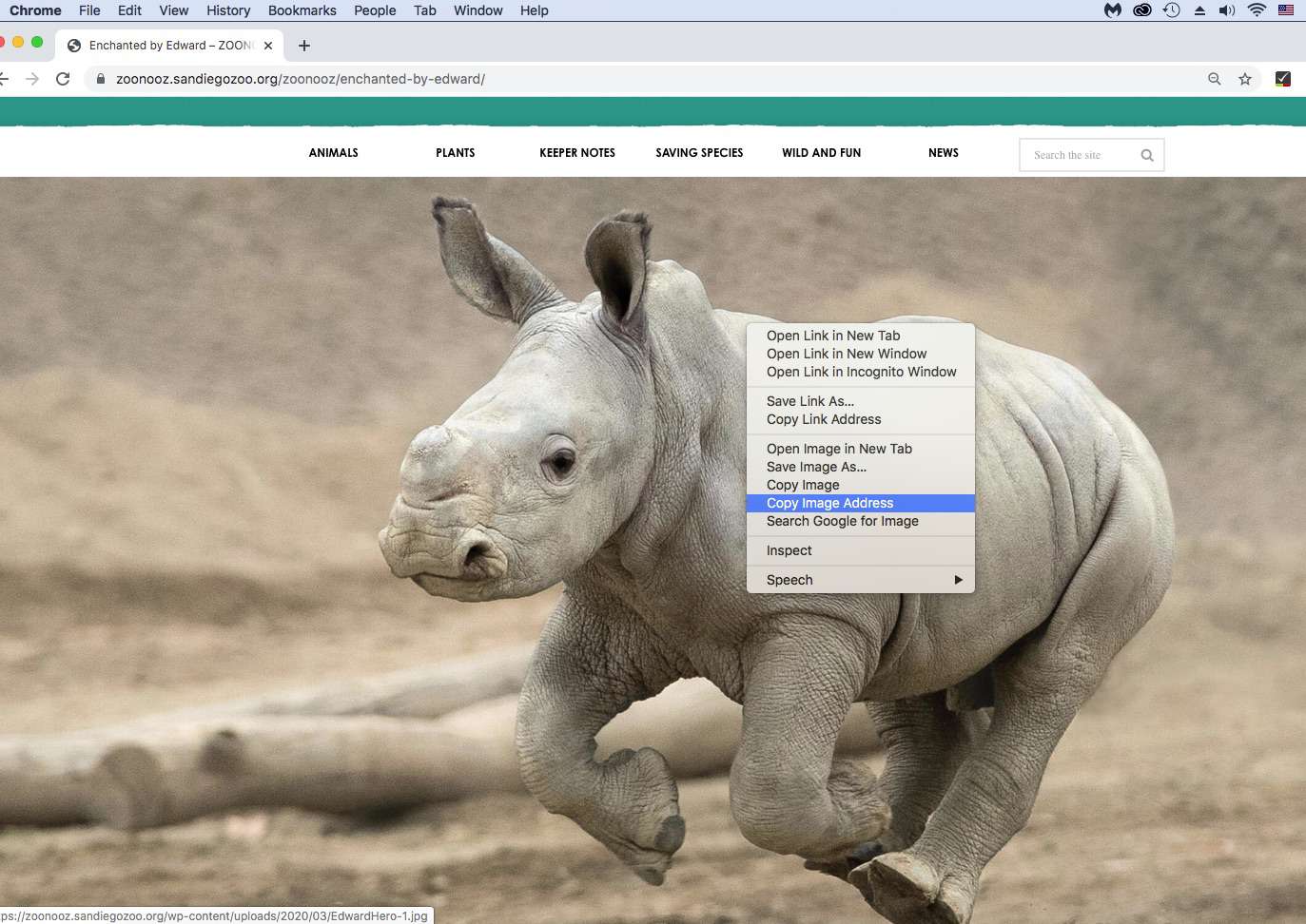 Screenshot van het kopiëren van het afbeeldingsadres in Chrome
