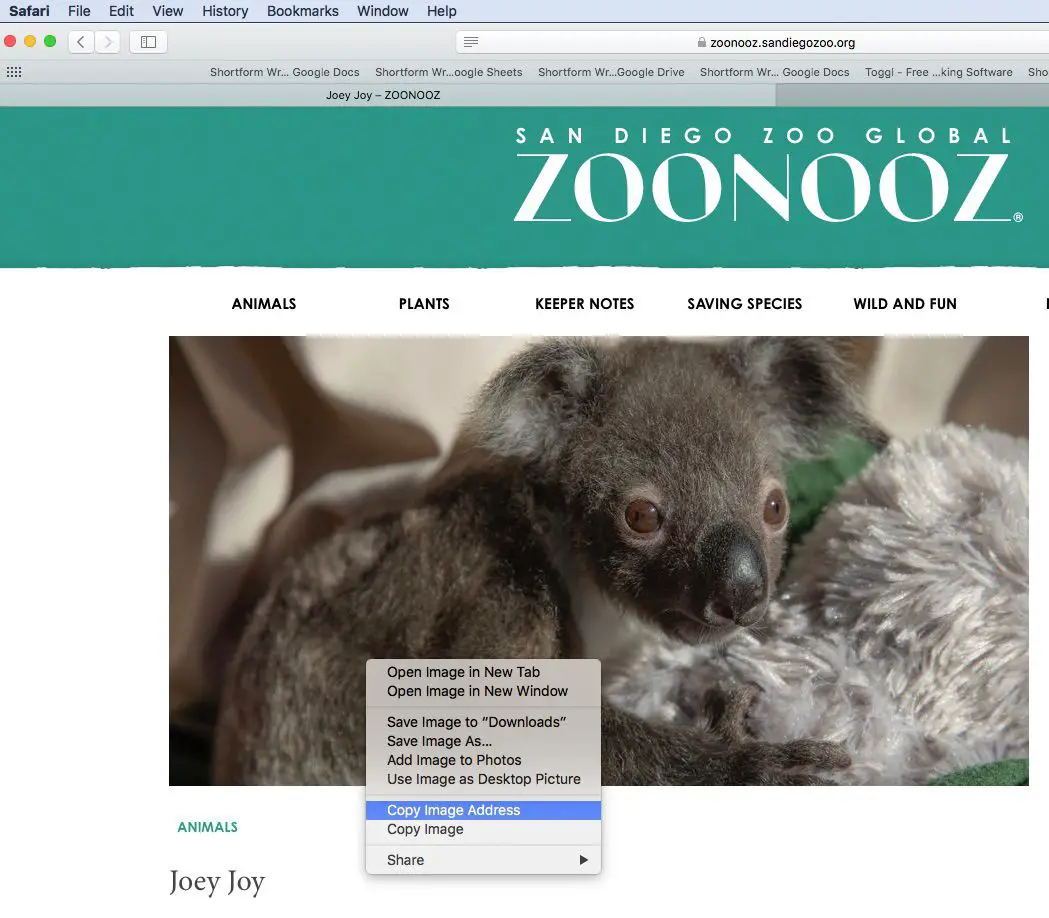 Screenshot van het kopiëren van een afbeeldingsadres in Safari
