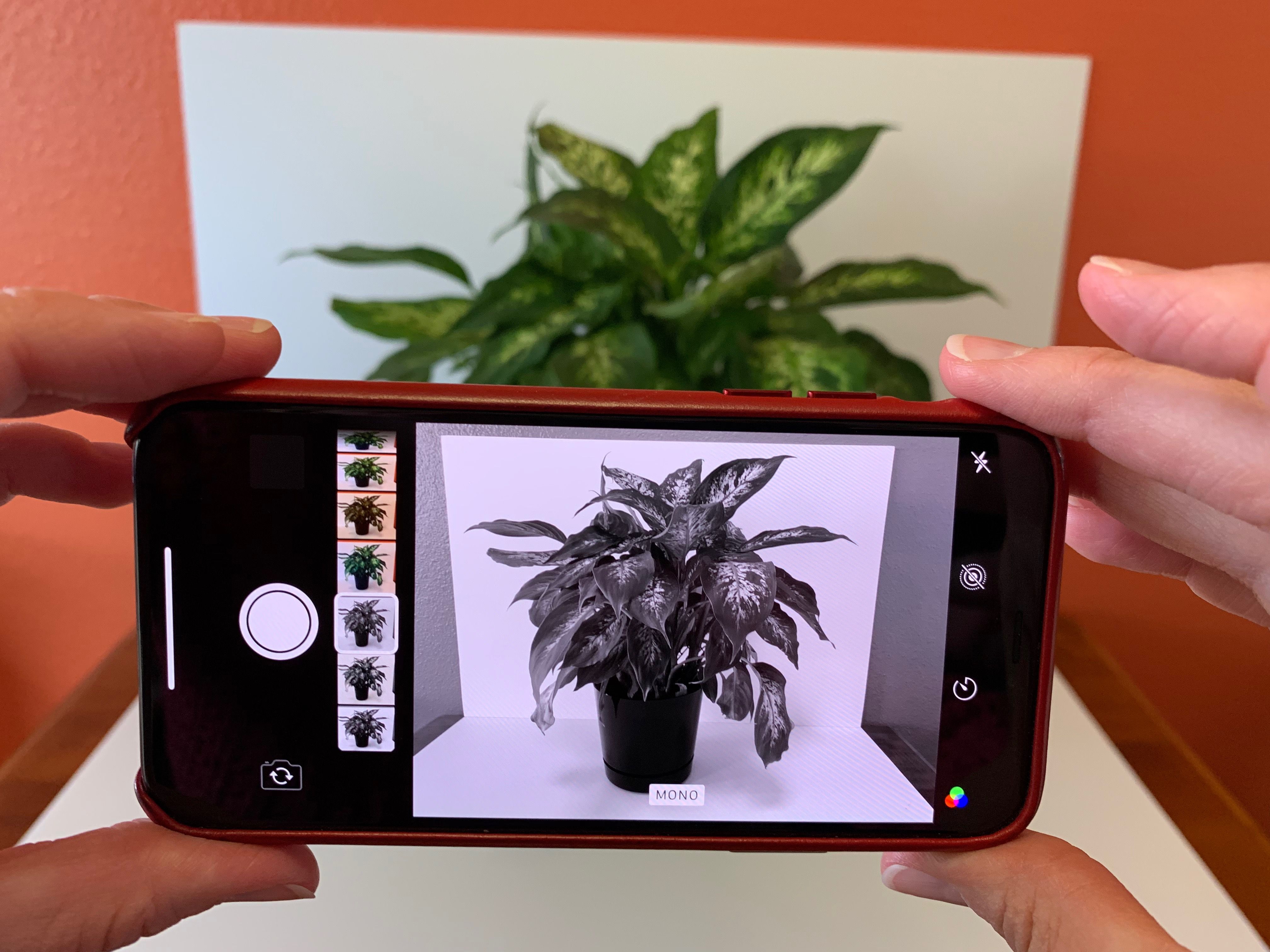 Foto van iPhone met MONO-filter actief, toont onderwerp van een plant in verschillende tinten van wit tot zwart
