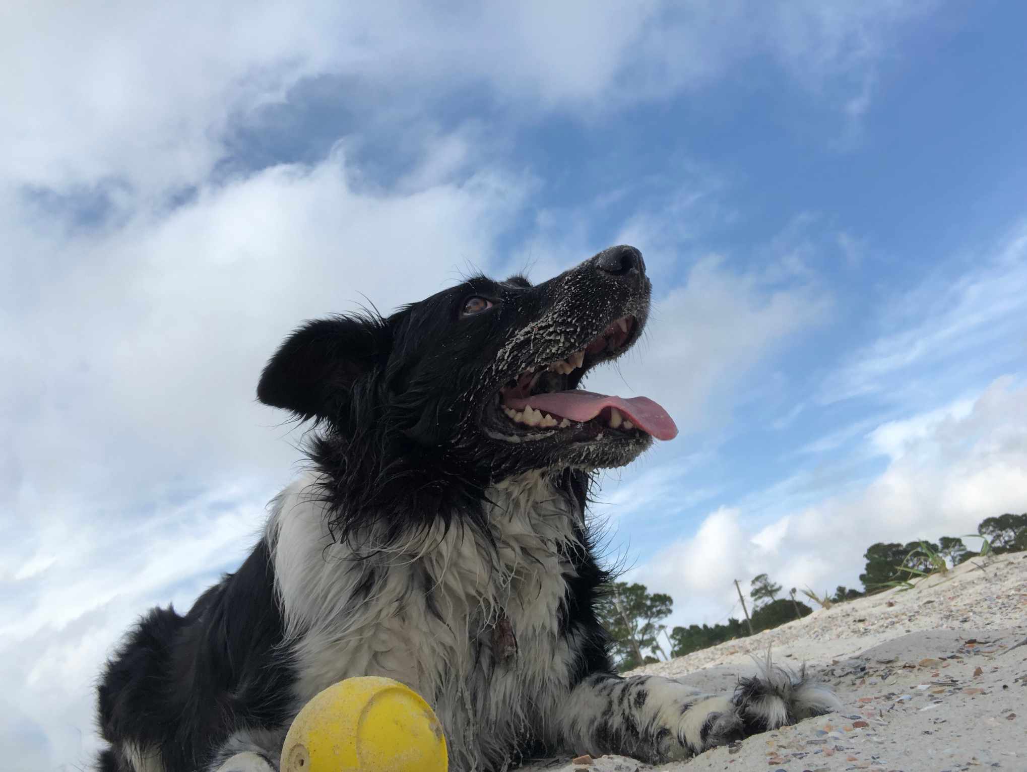 Een alternatief gezichtspunt in een foto van een hond op het strand.