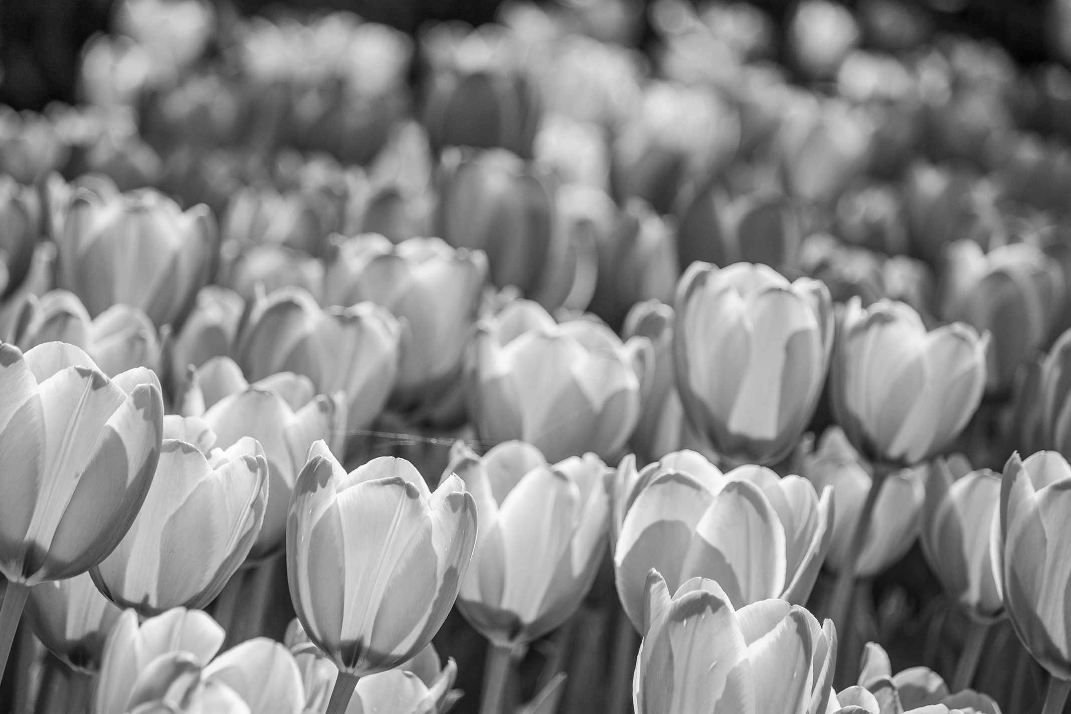 Een patroon in de fotografie gedemonstreerd door een veld tulpen.