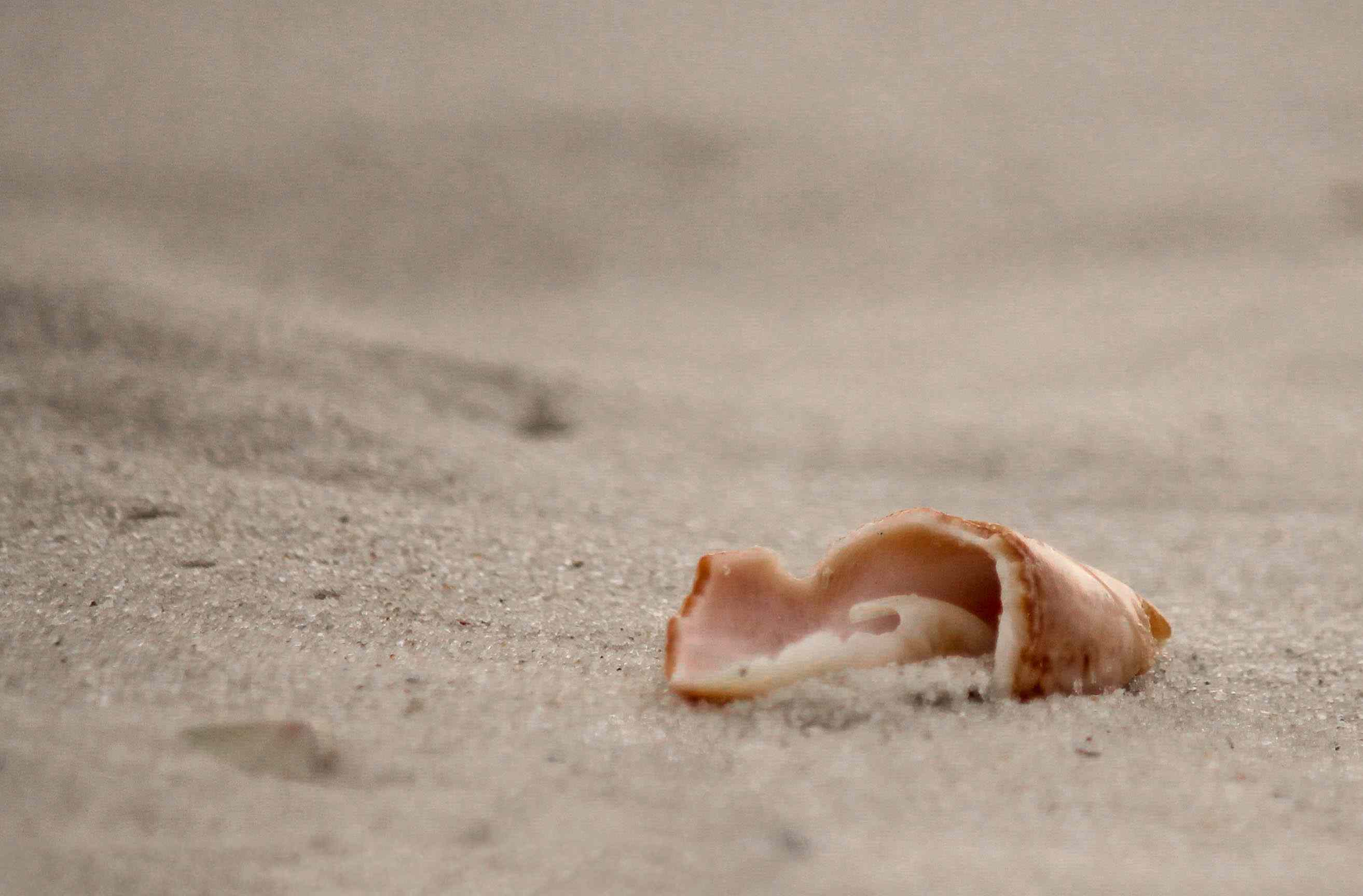 Een enkele schelp op het zand.