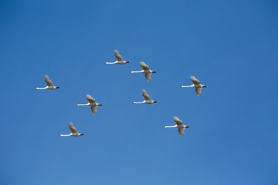 Acht zwanen vliegen in de lucht