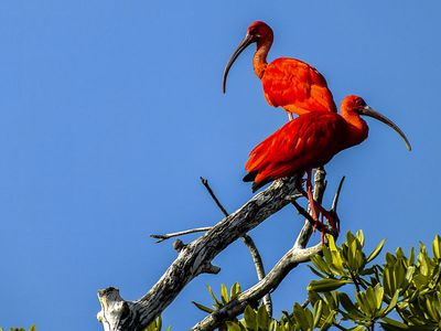 scharlaken ibis