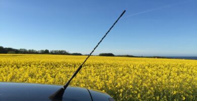 car parked by flowering field against clear blue sky 586916213 5b49c1c846e0fb00374f23a4