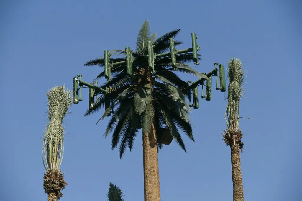 cellular antenna and palm trees 534269410 5a0b256f22fa3a0036c08d82