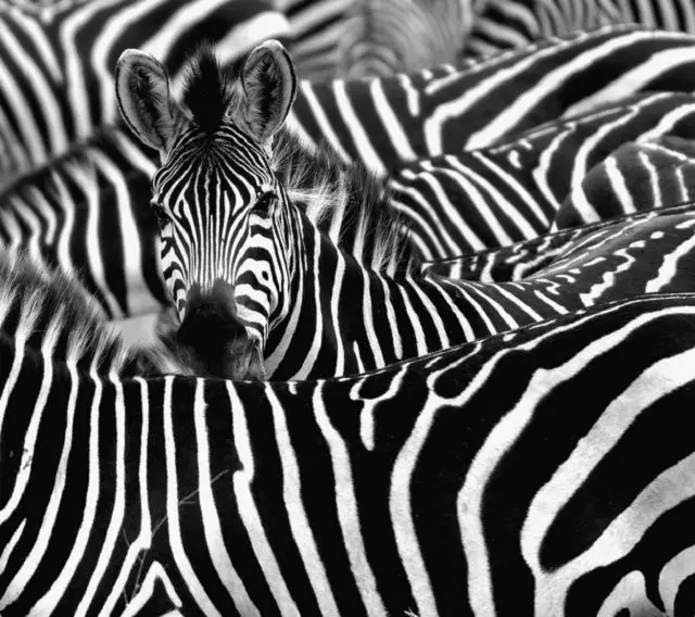 Zebra omringd met zwarte en witte strepen