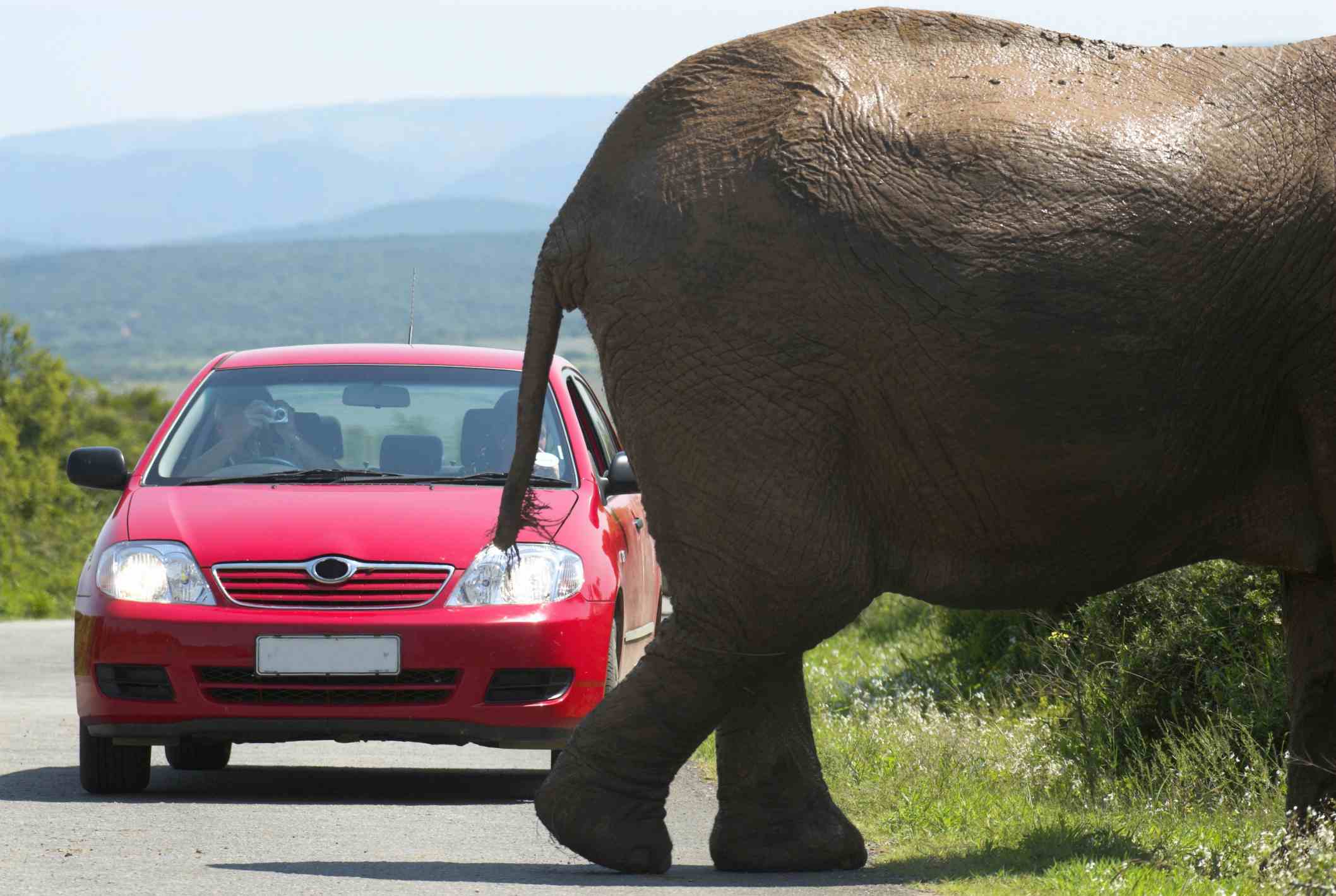 olifant die een weg oversteekt voor een auto
