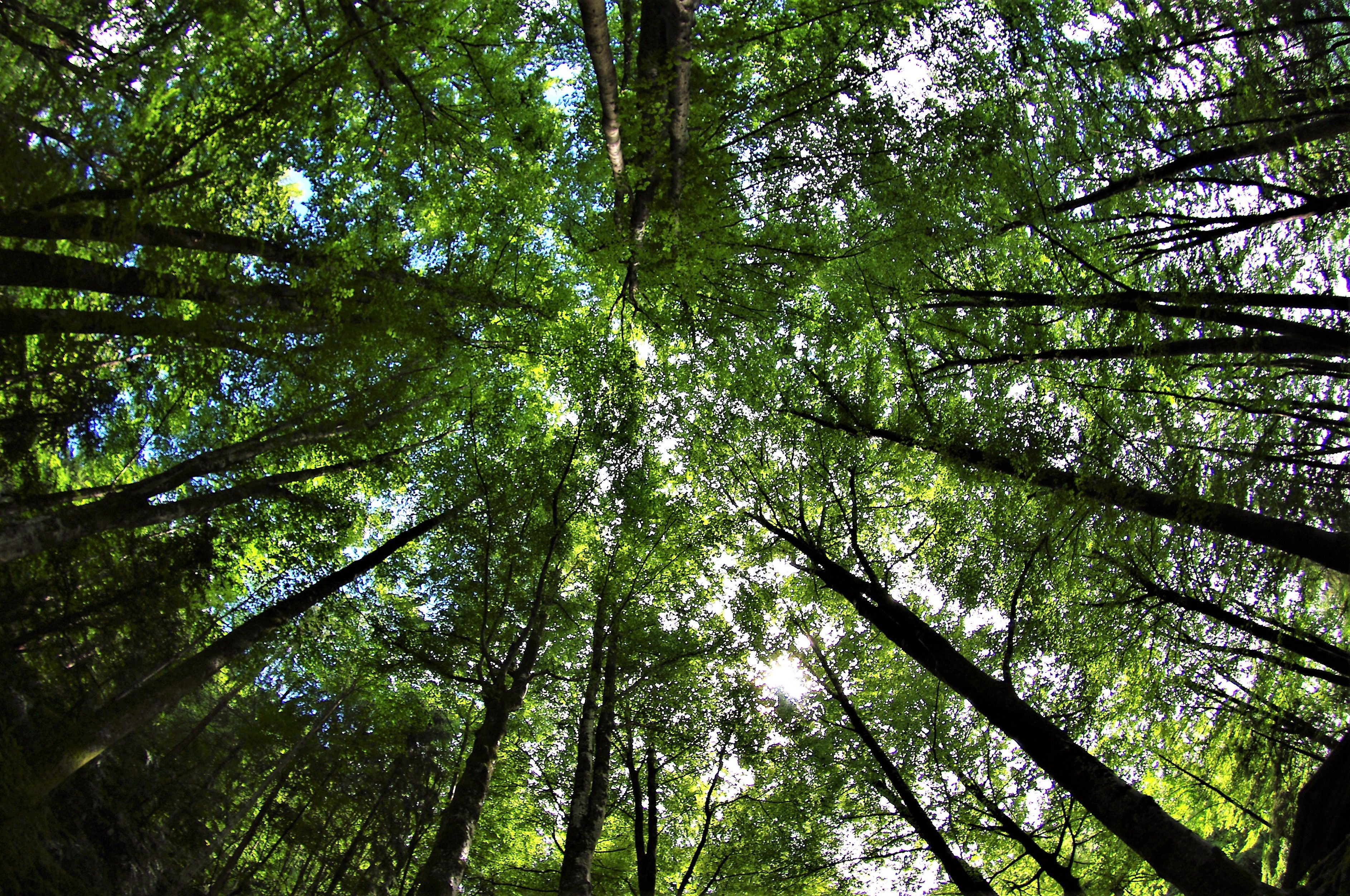 360 graden opname van een boomkruin in een Europees beukenbos vanaf de grond