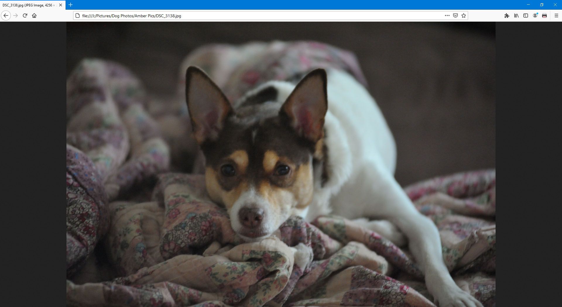 Afbeelding van een hond in Mozilla Firefox.