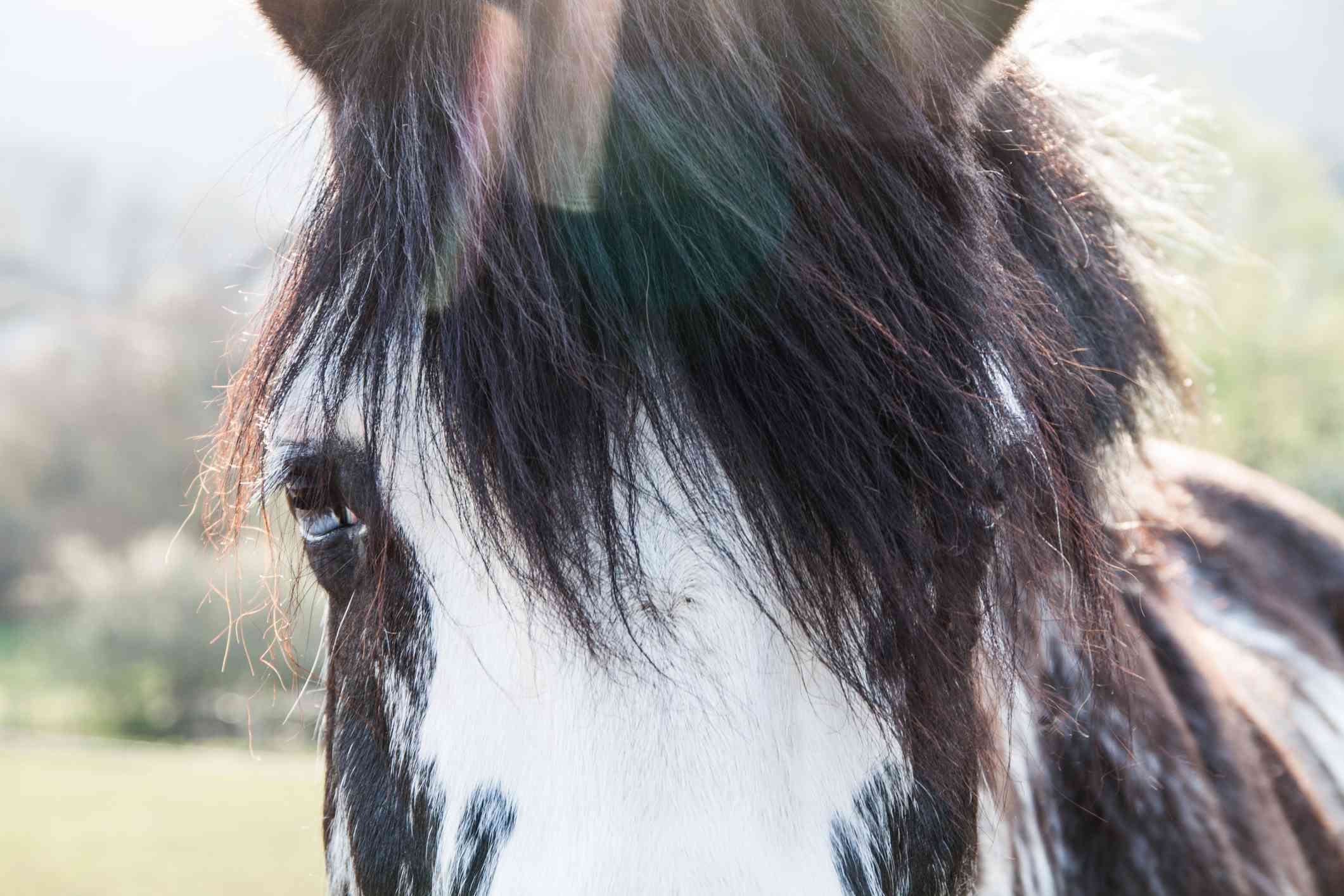 Voorbeeld van chromatische aberraties in paardenhaar