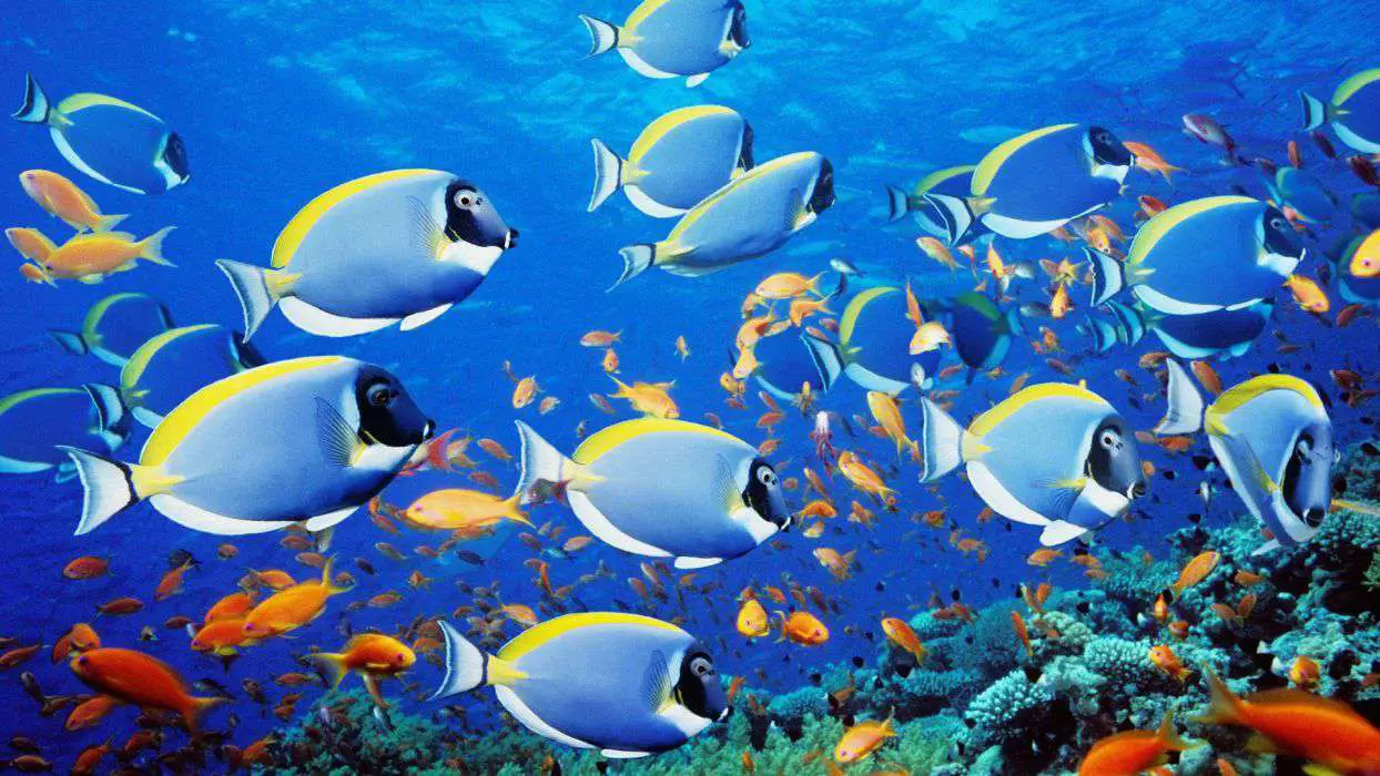 Gratis oceaanbehang met een school kleurrijke vissen die zwemmen