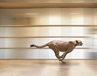 Een sprintende cheeta raast door een kantoor