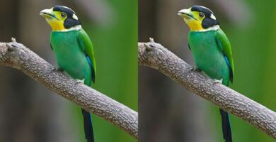 Wat is compressie van mediabestanden? 9 JPEG compression Example ibrahim id 5811001d3df78c2c73161f7c