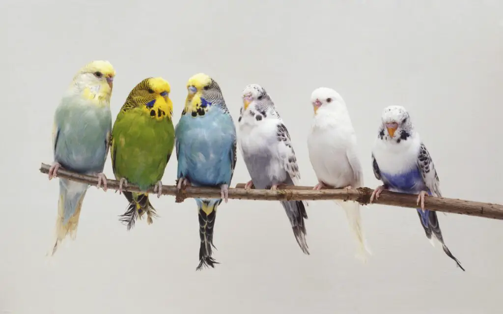 six budgerigars melopsittacus undulatus perching side by side on a twig front view 75376450 57ffe3ad5f9b5805c2b058ac