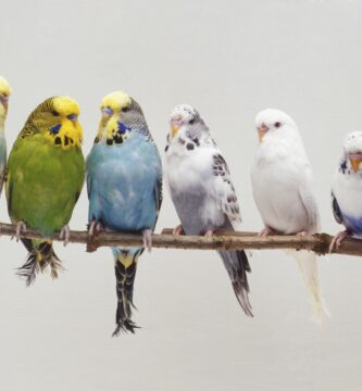 six budgerigars melopsittacus undulatus perching side by side on a twig front view 75376450 57ffe3ad5f9b5805c2b058ac