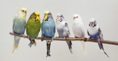 six budgerigars melopsittacus undulatus perching side by side on a twig front view 75376450 57ffe3ad5f9b5805c2b058ac