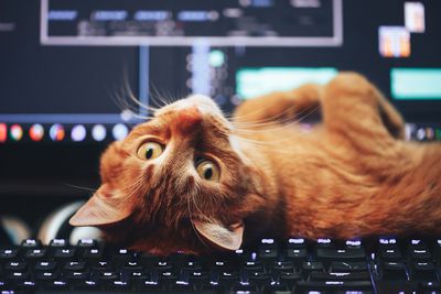 Red Ginger Cat op computertoetsenbord