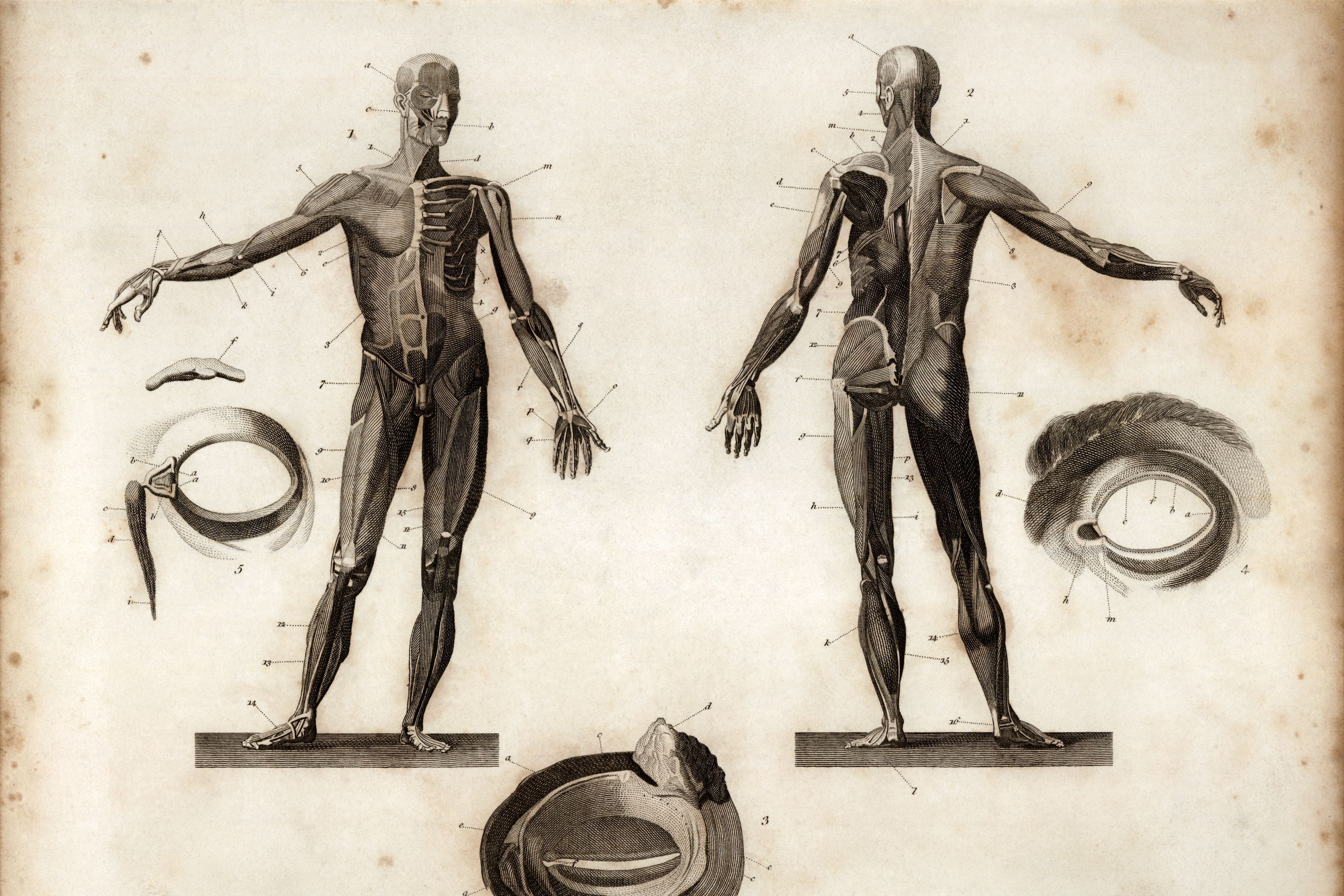 Gravure met afbeelding van de frontale en posterieure anatomie van een mens