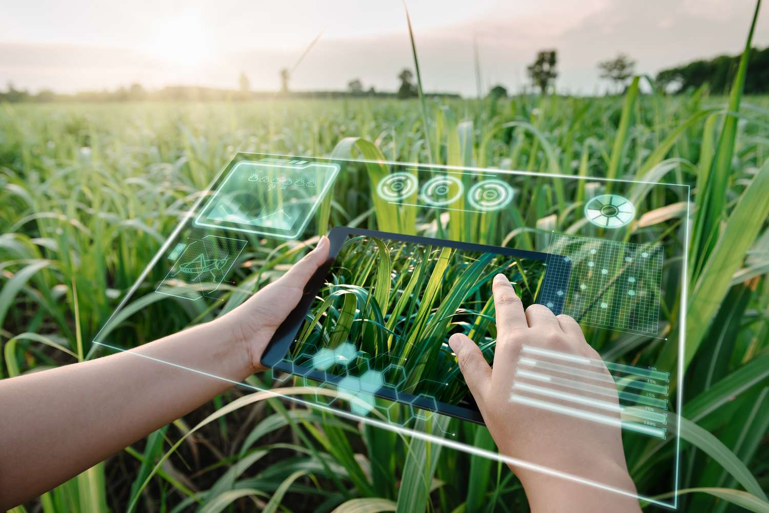 Iemand gebruikt een virtual reality-tablet in een akker om de oogst te beheren.